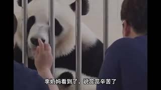 蕊蕊一家子究竟有多可爱，在熊猫中天天演小品#panda