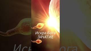 СВЕТ ЖИЗНИ ДУШИ