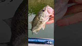 Fishing Blackbass, pesca Blackbass