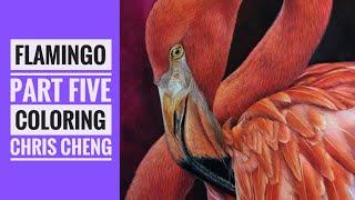 FLAMINGO - Part 5: Feathers Drawing // Chris Cheng