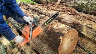 Бензопила Husqvarna 365 пилим Дуб.