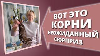 РАСПАКОВКА И ПОСАДКА РОЗ ИЗ КОРОБКИ. Они должны ЖИТЬ!️ 21 февраля 2025 г.