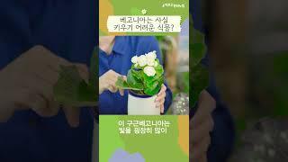베고니아 키우기, 어렵지 않아요!