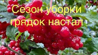 Напрягаюсь по уборке грядок/Нашла дубинку «Дубосит»/ Подсветка курочек для хорошей яйцекладки.