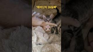 애기는 귀여웡~^^  "a cute kitten"