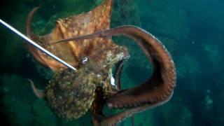 octopus close up-pesca submarina (spear fishing)