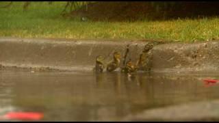 Determined Baby Ducks