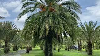 Sylvester Palm 21 ft. Planted and Guaranteed/The Tree Planters Your #1 Tree Installer for 50 Years