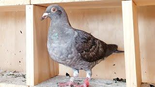 2022 Young Racing Pigeons