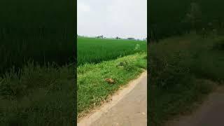 Gutt Ch Parand) Preet Sandhu ft. Sobha, Deep Sandhu | Stringers | Gazab Media nagar