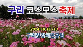 아름다운 가을을 만끽 | 한강 최대 코스모스축제 | 대중교통 트레킹 하기