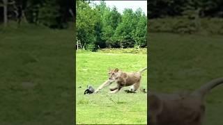 Epic Chase: Lion Hunts Baby Warthog in Thrilling Safari Footage