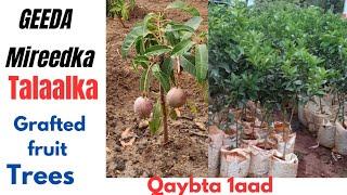 Geeda Talaalka Baraaro fruit Part 1. +254717446236