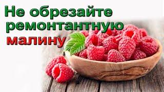 Не обрезайте ремонтантную малину!