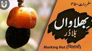 Bhilawa(n) / Baladur/ Marking Nut / भिलावाँ / بِھلاواں/ بلادُر