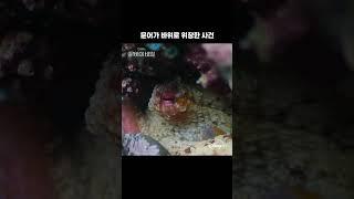 문어의 위장술ㅣ[문어의 비밀]ㅣ디즈니+
