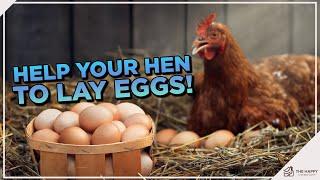 How to Make Chickens Lay Eggs?