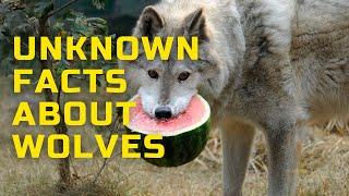 TOP 8 Unknown Facts about Wolves | WOLF | Interesting facts about Wolves that you didn`t know!!!