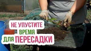 Деление и пересадка лилий осенью! Как правильно сажать лилии осенью?