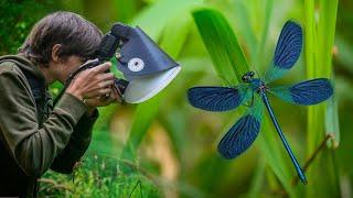 My First Demoiselle Damselflies!! - Macro Photography