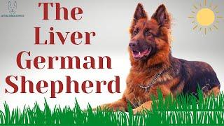 The Liver German Shepherd