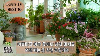 [4K]베란다에서 키우기 좋은 오래가는 꽃 BEST 10 (제 3부) / 사계절 꽃피는 가성비 화초 추천/ 금방 시드는 화초 대신 오래가는 꽃을 키워보세요