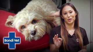 Cutest Cavoodle EVER has Worrying Tummy Troubles | Bondi Vet