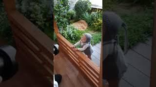 아들 300일 촬영 아산 봄날 스튜디오에서3... (생각도둑)