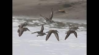 Pacific Flyway Shorebird Survey Volunteer Training Video: Making Accurate Count Estimations
