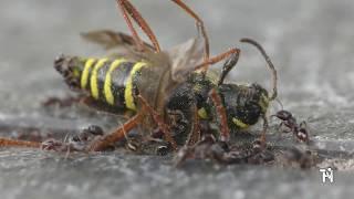 Ants attack wasp, how strong are they?? UHD 4K