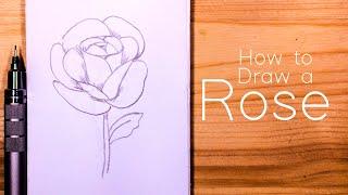 How to Draw a Rose : Step by Step for Beginners