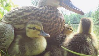 Baby Ducklings With Mom Duck Calling Sounds