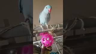 Indian Ringneck Pancho hanging out