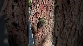 Cicada friend in our garden!