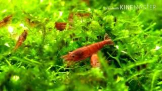 Овсянка лучше всего для креветок черри/aquarium shrimps