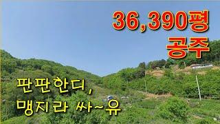 공주임야 36,390평, 계획관리 6130평,  충남 완만하고 잘 관리된 임도, 맹지 싼 땅, 도로 내면 대박나는 임야, 캠핑장, 야영장