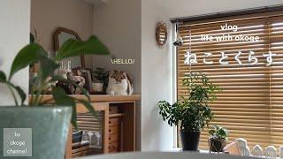Daily life with cats starting with breakfast/Enjoy home cooking with the plates & ingredients (vlog)