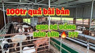 Đầu tư 100tr cho chuồng nuôi dê quá bài bản | khởi nghiệp TV