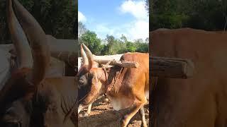 Mannula  vedha  vedhaika song  whatsApp status tamil #farming  #peanut #nilakadalai #agricluture