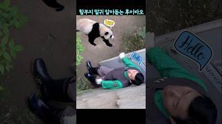 할부지 말귀 알아듣는 기특한 후이바오 공주님
