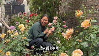 农村有个小院，满院开满鲜花，清香带您欣赏自家的小花园，