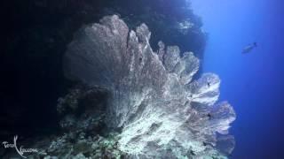 Freediving Ras Mohamed National Park Egypt with Total Freedive