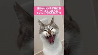 にゃー鳴きながらあくび #猫動画 #shorts