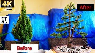 How to make bonsai  White spruce (Picea glauca conica)  From Christmas tree la bonsai