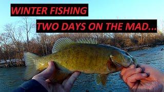 Bass and Brown Trout - Two Days on the Mad River (Ohio) - Winter Wading CRYSTAL CLEAR STREAM!!!