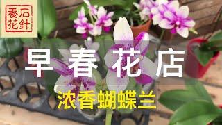 [石针养花]早春花店 - 安省最大的连锁花店 - 有香花蝴蝶兰，沙漠玫瑰，龙吐珠