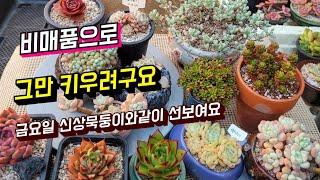 [인천다육]금요일 묵둥이와같이 판매예정