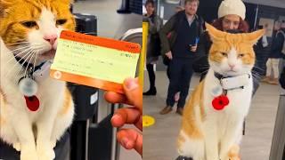 Cat Becomes Train Stations Ticket Inspector 