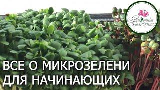 МИКРОЗЕЛЕНЬ ДОМА