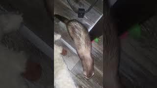 #ferret pretzel poked mocha for starters #trending
